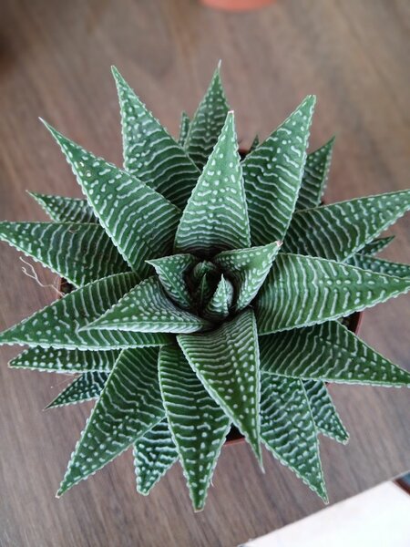 Haworhtia