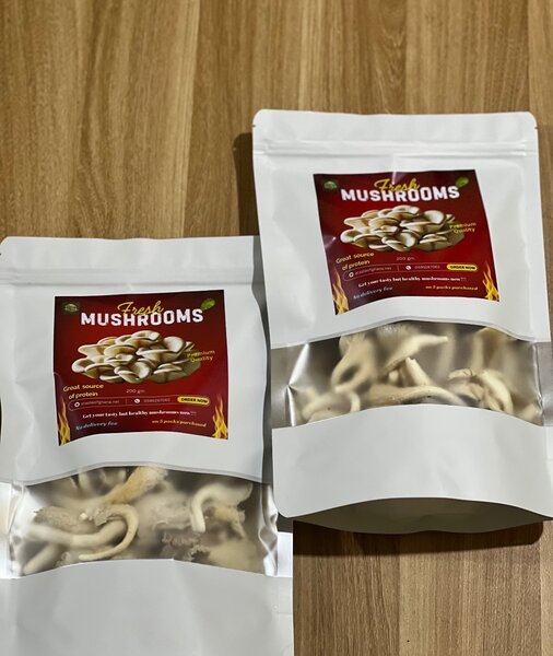 Oyster Mushroom