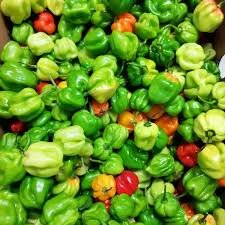 Piment frais bio
