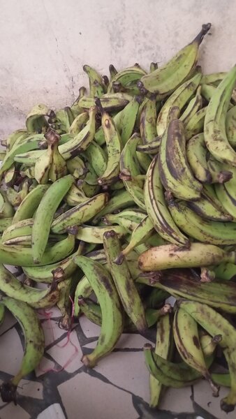 Banane plantain