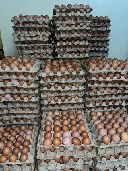 Tray of Eggs
