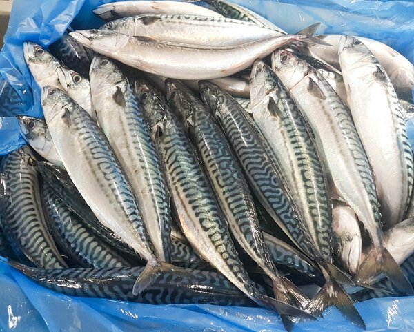 Salmon