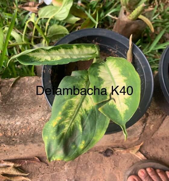 Plants