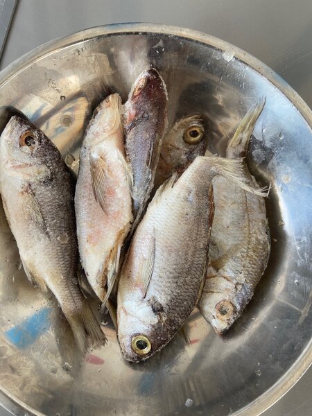 Poisson lockolocko lot de 18