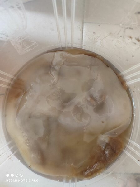 KOMBUCHA