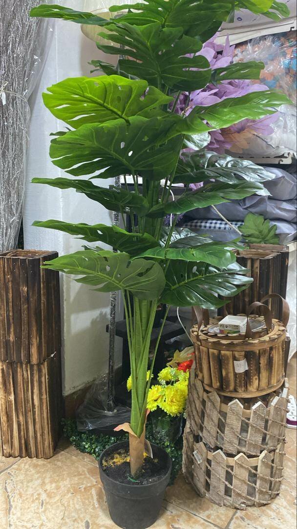 Plante d'intérieur Monstera