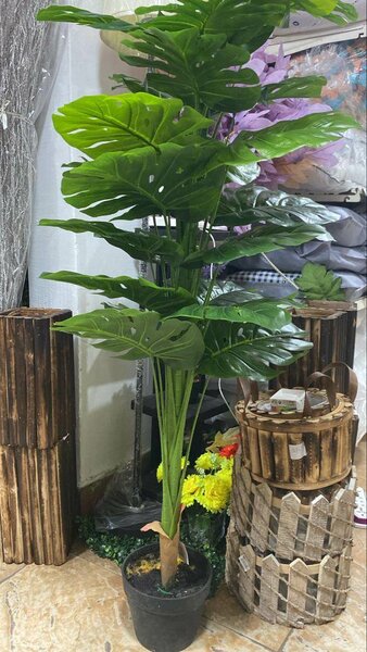 Plante d'intérieur Monstera