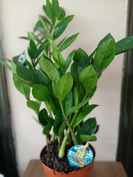 Zz Plant