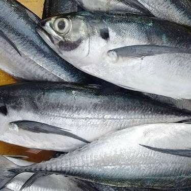 Kpanla fish