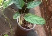 indoor plant