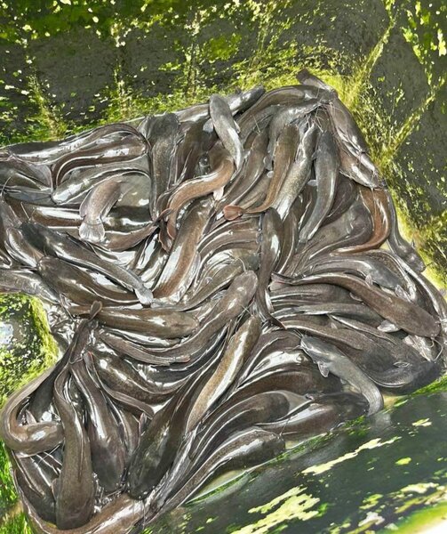 Fresh Catfish