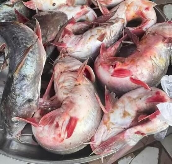 Poisson frais