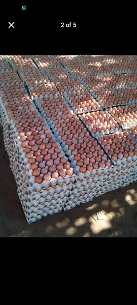 Eggs trays