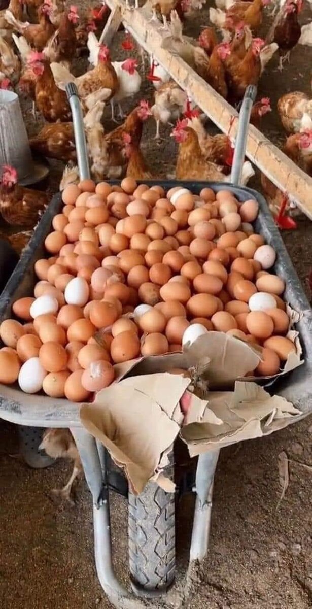 Eggs