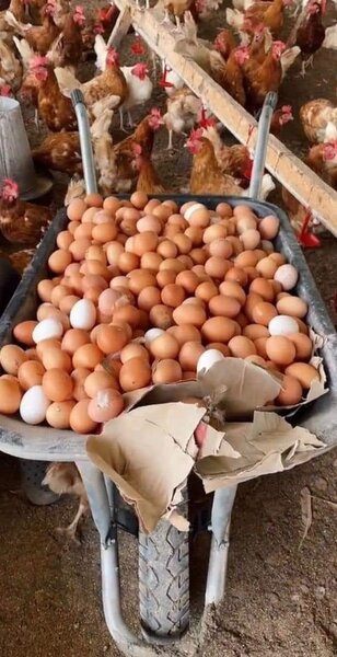Eggs