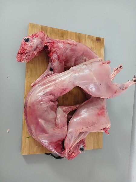 Lapin