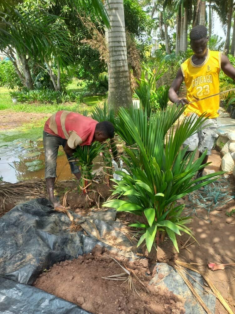 Red palm