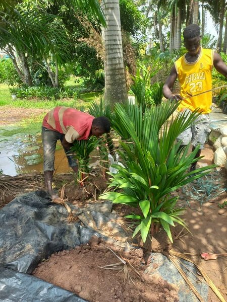 Red palm
