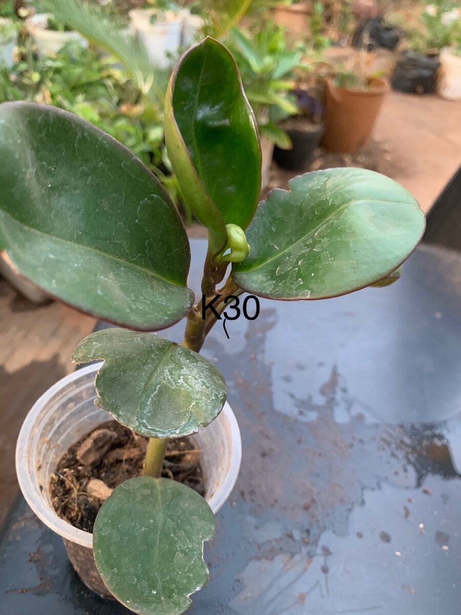 Plants