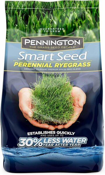 Grass Seeds