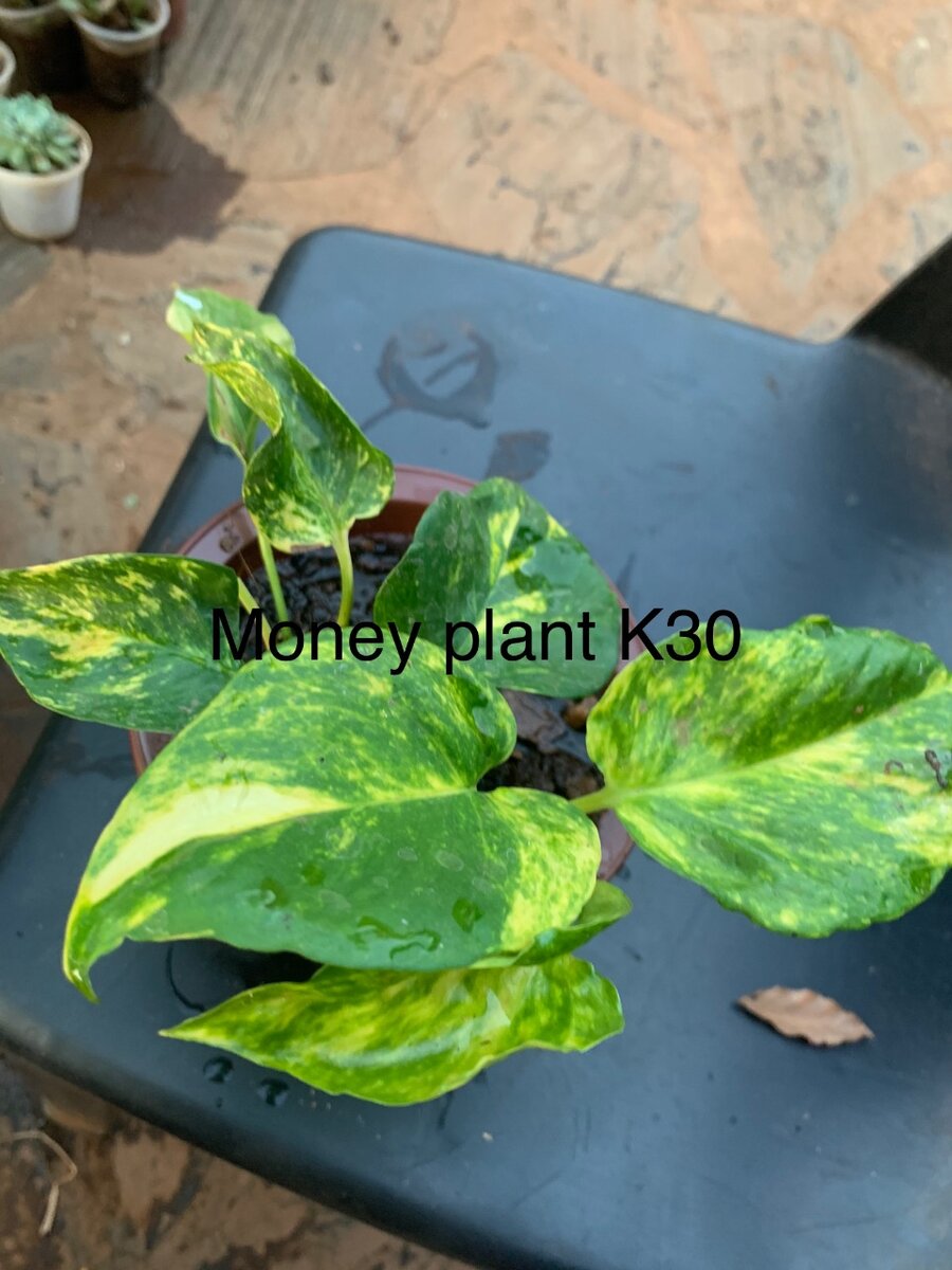 Plants