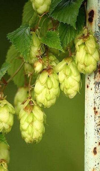 Houblon séché