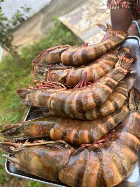 Gambas tigré