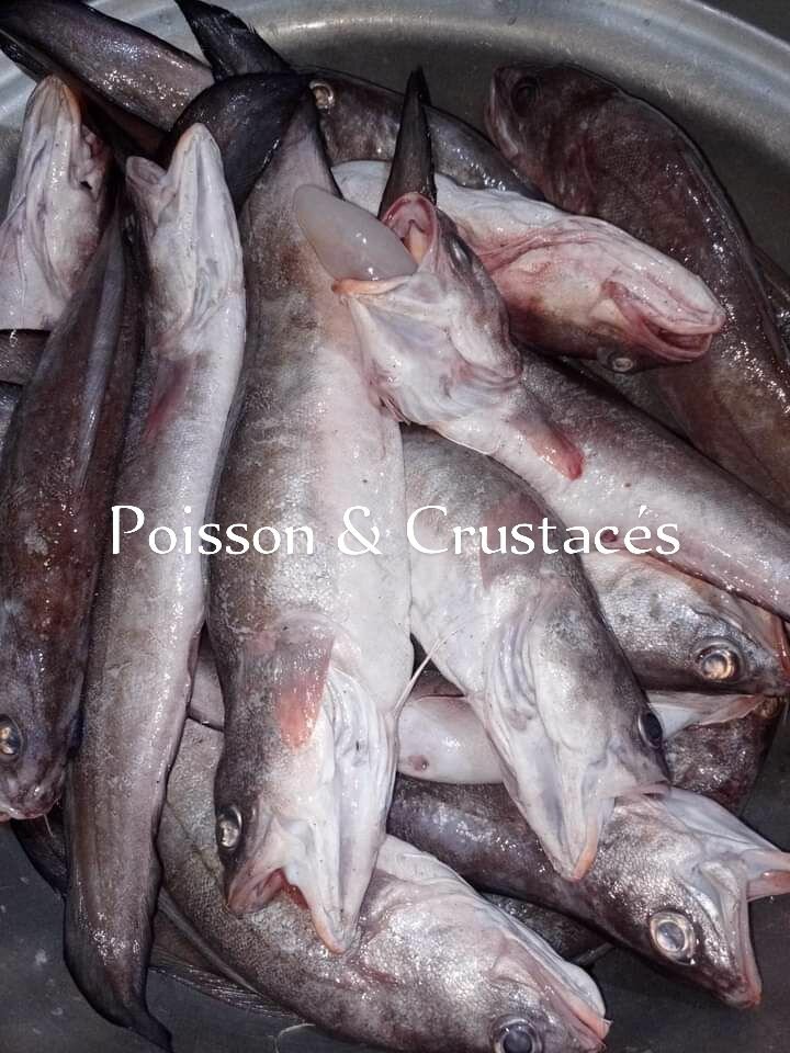 Poisson mostelle