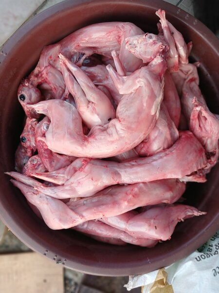 Lapins frais prêts à cuire