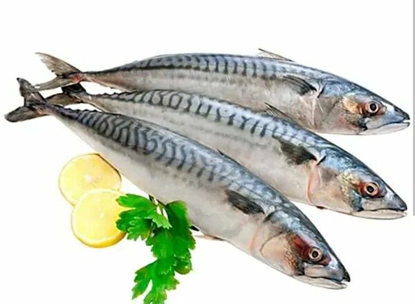 Fresh Salmon