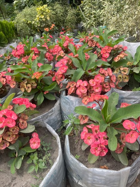 Croton plants