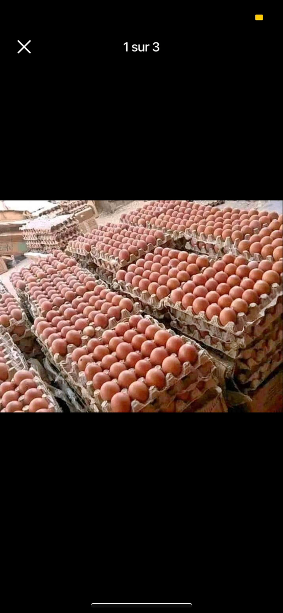 Oeuf gros calibre