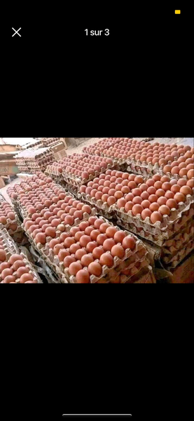 Oeuf gros calibre