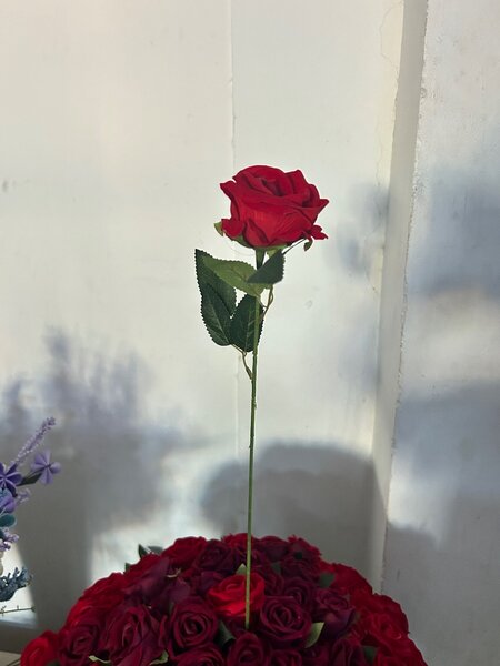 rose flower