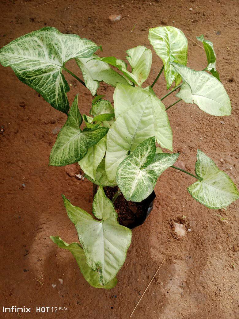 plantes vertes d'intérieur