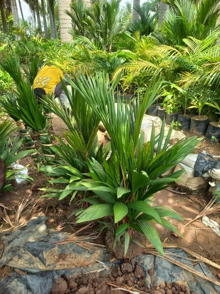 Red palm