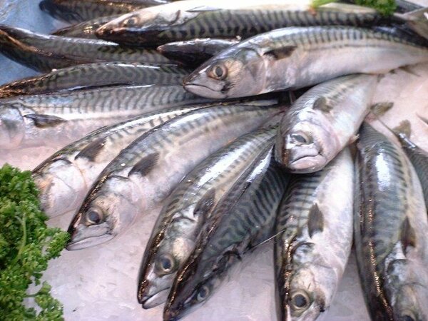 Salmon