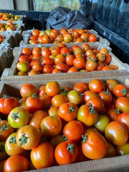 Tomate boule