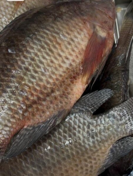 Poisson carpes