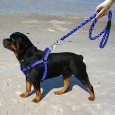 Corde de sécurité pour chien