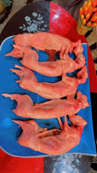 Lapins frais