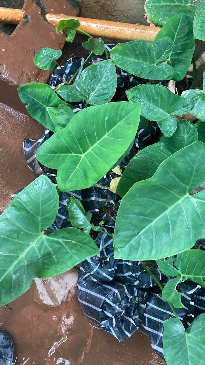 Coco Yam