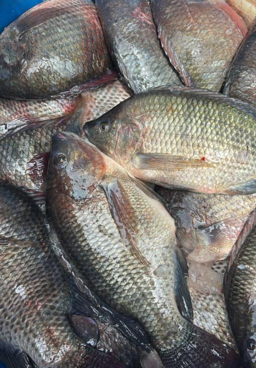 Carpes d'eau douces
