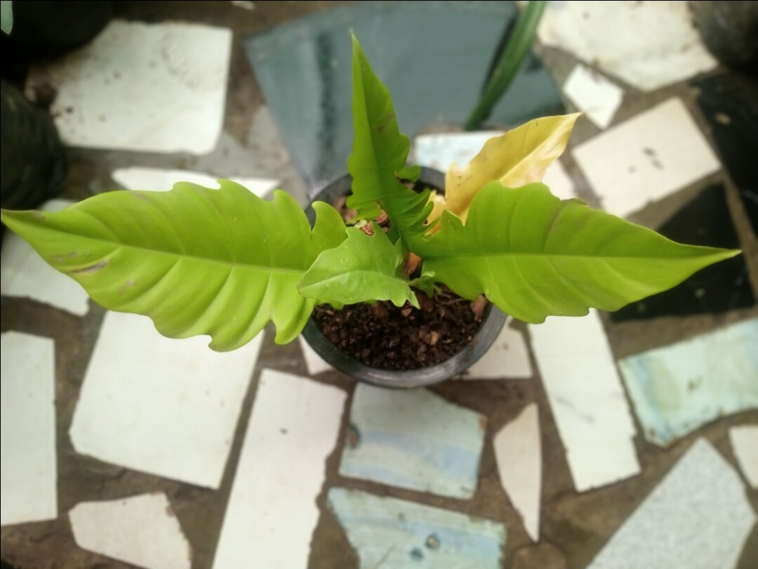 Plants and garden
