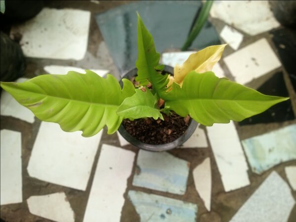 Plants and garden