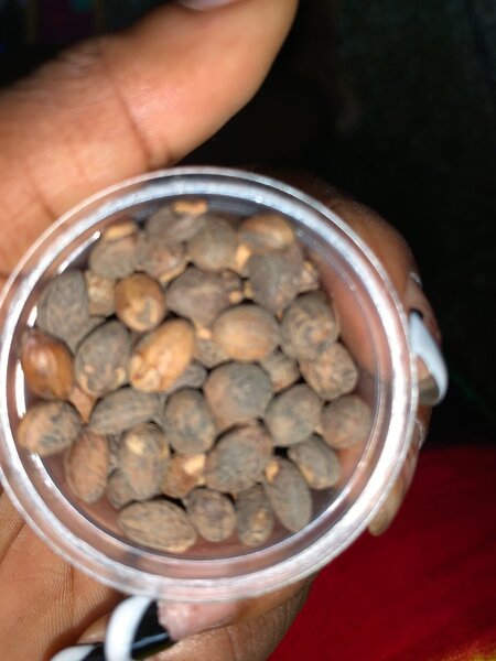 Miracle seed