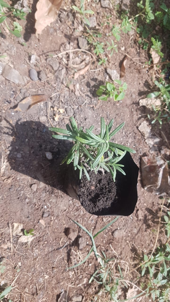 Rosemary