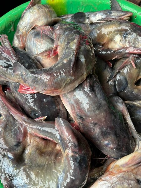 Poisson-chat frais