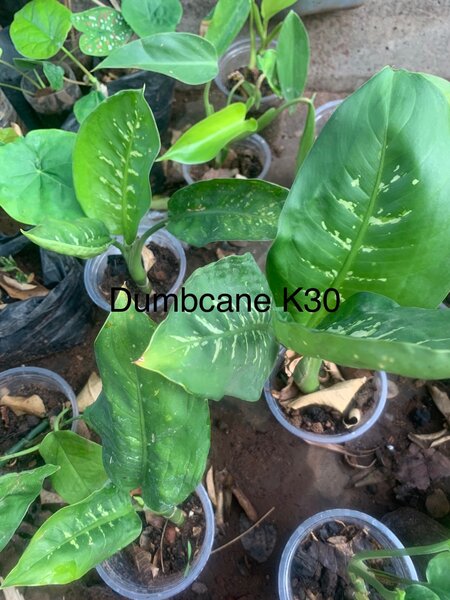 Plants