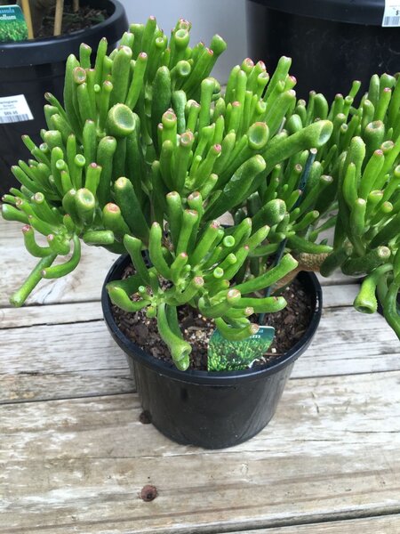 Plants